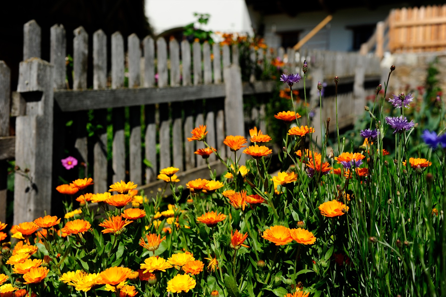 Blühender Garten am Schwemmerhof
